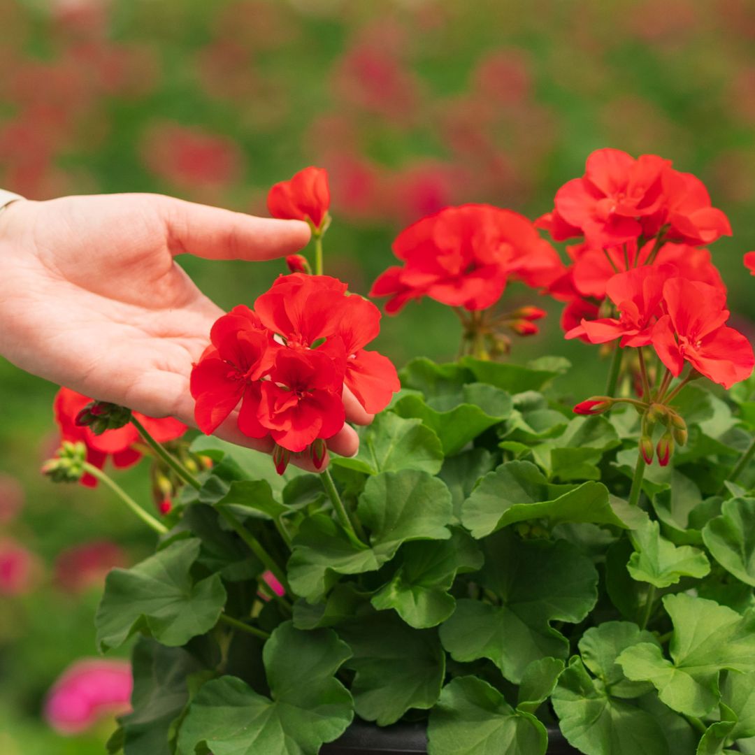 Geranium – Calliope Large Orange Splash – 10″ Patio Pot